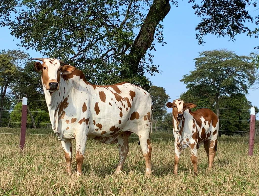 Leilão Nelore Pintado oferta reprodutores e matrizes sábado no Agro